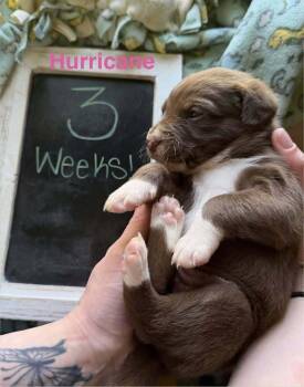 Hurricane -  Hound Dog Available for Adoption in Waunakee, Wisconsin - Hurricane | PetCurious