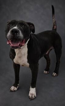 SMOKEY -  American Bulldog and Mixed Breed Dog for Adoption in Winter Haven, Florida - SMOKEY | PetCurious