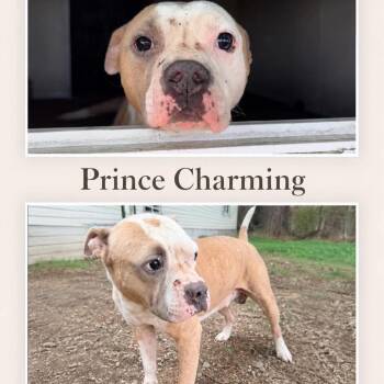 Prince Charming -  Terrier Dog for Adoption in Hackett, Arkansas - Prince Charming | PetCurious