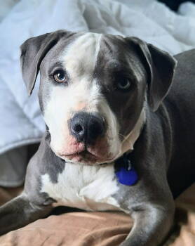 Rescue Pit Bull Terrier Dogs for Adoption in Cuyahoga Falls, Ohio - Nova | PetCurious