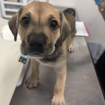 Georgia G2 -  Shepherd and Mixed Breed Dog for Adoption in Edinburg, Texas - Georgia G2 | PetCurious