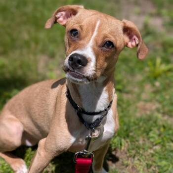 Sandy -  Mixed Breed Dog for Adoption in Riverwoods, Illinois - Sandy | PetCurious