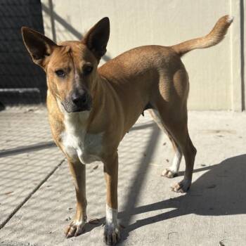Mixed Breed Dogs Available for Adoption - Mimi 7096 | PetCurious