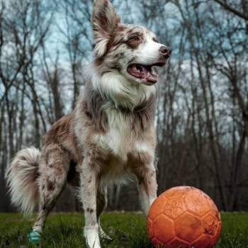 Border Collie Dogs Available for Adoption in Brewster, New York - Pilot | PetCurious