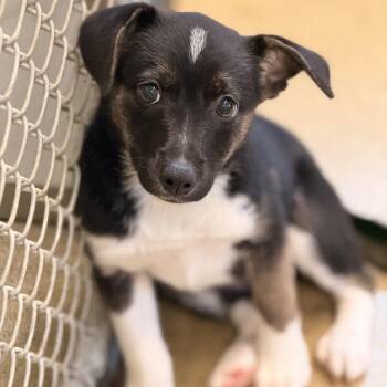 Border Collie and Australian Shepherd Dogs Available for Adoption in Sparta, New Jersey - Massey | PetCurious