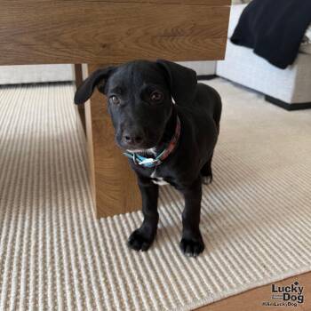 Jax -  Labrador Retriever Dog for Adoption in Washington, District Of Columbia - Jax | PetCurious