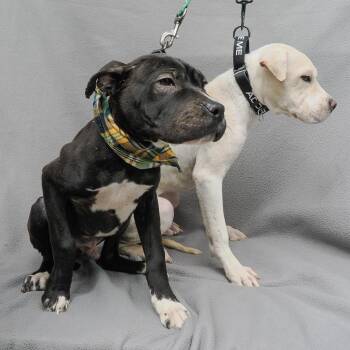 STITCH -  Shar Pei and Labrador Retriever Dog for Adoption in Richmond, California - STITCH | PetCurious