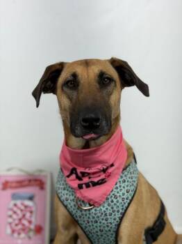 Vanellope-One of our Amazing Rescue Dogs -  Belgian Shepherd Malinois and Black Mouth Cur Dog for Adoption in Carlsbad, California - Vanellope-One Of Our Amazing Rescue Dogs | PetCurious