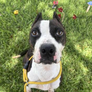 Foxy -  Boxer Dog for Adoption in Pearland, Texas - Foxy | PetCurious