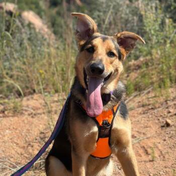 German Shepherd Dog Dogs Available for Adoption - Sunset Sage Koda | PetCurious