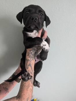 Australian Cattle Dog Blue Heeler and Pit Bull Terrier Dogs Available for Adoption in Los Angeles, California - Bagel And Lox | PetCurious