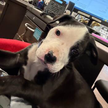 Stewart -  Terrier Dog for Adoption in St. Louis, Missouri - Stewart | PetCurious