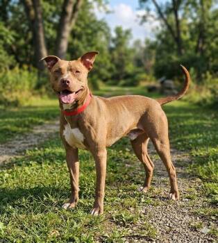 squeaks -  Pit Bull Terrier Dog for Adoption in Wooster, Ohio - Squeaks | PetCurious