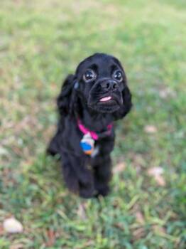 Gilian -  Cocker Spaniel Dog for Adoption in Austin, Texas - Gilian | PetCurious