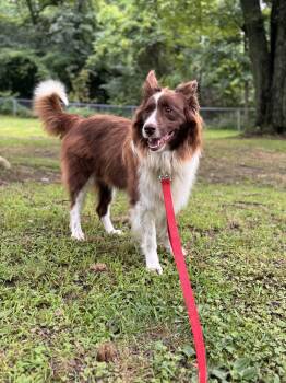 Rescue Border Collie and Australian Shepherd Dogs for Adoption in Hermitage, Pennsylvania - Lassie | PetCurious
