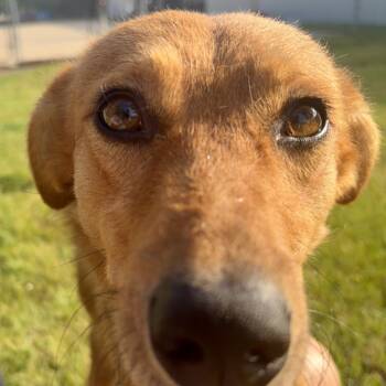 Toast -  Mixed Breed Dog for Adoption in Pekin, Illinois - Toast | PetCurious