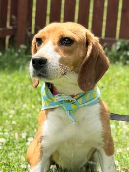 Poppyseed -  Mixed Breed Dog for Adoption in Menomonie, Wisconsin - Poppyseed | PetCurious
