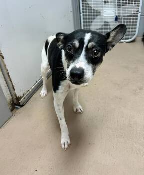Taki -  Mixed Breed Dog for Adoption in Nashville, Tennessee - Taki | PetCurious