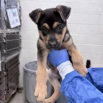 Mixed Breed Dogs Available for Adoption in Auburn, Alabama - Neil | PetCurious