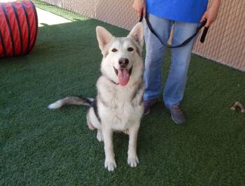 Husky Dogs Available for Adoption in Mesquite, Nevada - Everest | PetCurious