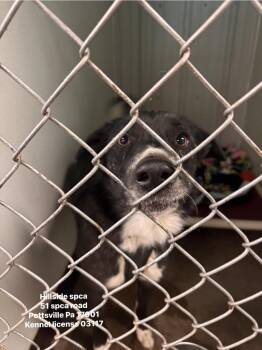 Smokey -  Border Collie Dog for Adoption in Pottsville, Pennsylvania - Smokey | PetCurious