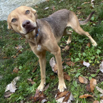 Rescue Hound and Mixed Breed Dogs for Adoption in Voorhees Township, New Jersey - Midge | PetCurious