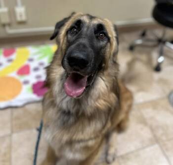 Odin -  Anatolian Shepherd and Leonberger Dog for Adoption in Troutdale, Oregon - Odin | PetCurious