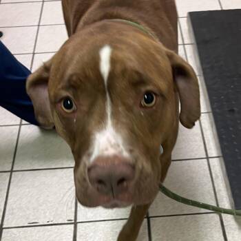 Duke -  Mixed Breed Dog for Adoption in Charleston, West Virginia - Duke | PetCurious
