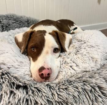 Terrier Dogs Available for Adoption in Longview, Texas - Romeo | PetCurious