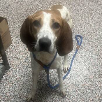 Cassia -  Mixed Breed and Hound Dog for Adoption in Salt Lake City, Utah - Cassia | PetCurious