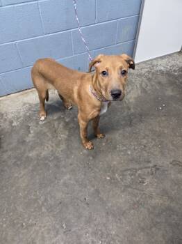 Rescue Pit Bull Terrier Dogs for Adoption in Evansville, Indiana - Dozer | PetCurious