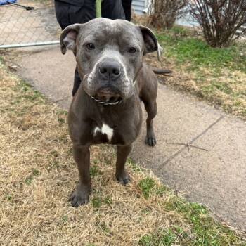 Terrier Dogs Available for Adoption - Mcgriddle | PetCurious