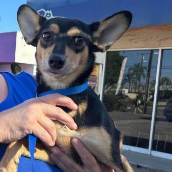Guinness -  Chihuahua and Mixed Breed Dog for Adoption in Apple Valley, California - Guinness | PetCurious