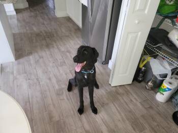 Psalm -  Labrador Retriever Dog for Adoption in Orlando, Florida - Psalm | PetCurious