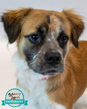 Kaelie -  Spaniel and Boxer Dog for Adoption in Kennesaw, Georgia - Kaelie | PetCurious