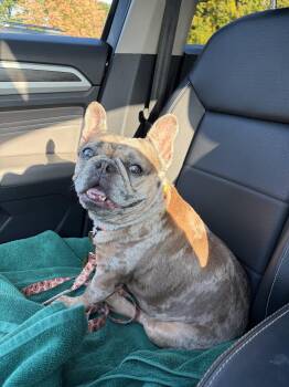 MEET LULU and RAISIN- Double the Bulldogs and LOVE -  French Bulldog Dog for Adoption in Bedford Hills, New York - MEET LULU And RAISIN- Double The Bulldogs And LOVE | PetCurious