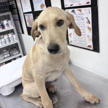 Norma Jean -  Labrador Retriever and Mixed Breed Dog for Adoption in Parrish, Alabama - Norma Jean | PetCurious