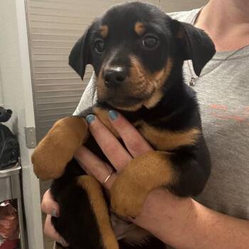 Pink -  Rottweiler Dog for Adoption in Clanton, Alabama - Pink | PetCurious