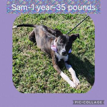 Terrier Dogs Available for Adoption - Sam | PetCurious