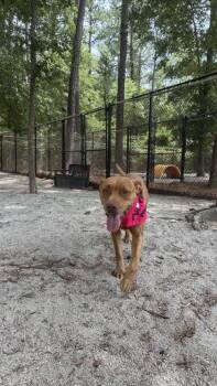 Cheyenne -  Mixed Breed Dog for Adoption in Georgetown, South Carolina - Cheyenne | PetCurious
