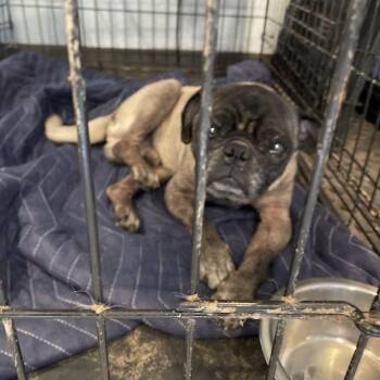 Spud -  Pug Dog for Adoption in Port Charlotte, Florida - Spud | PetCurious