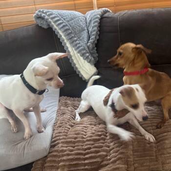 Chihuahua and Dachshund Dogs Available for Adoption - Bartok *Arriving 5/16* D11139 | PetCurious