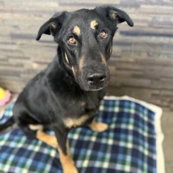 Rescue Mixed Breed Dogs for Adoption in Janesville, Wisconsin - Zues | PetCurious