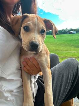 Beta -  Yellow Labrador Retriever and Hound Dog for Adoption in Cincinnati, Ohio - Beta | PetCurious
