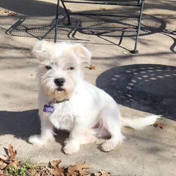 West Highland White Terrier Westie Dogs Available for Adoption - Benny | PetCurious