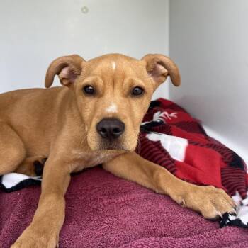 Mixed Breed Dogs Available for Adoption in Chattanooga, Tennessee - Zy | PetCurious