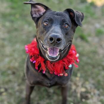 DELILAH -  Labrador Retriever and Mixed Breed Dog for Adoption in Conroe, Texas - DELILAH | PetCurious
