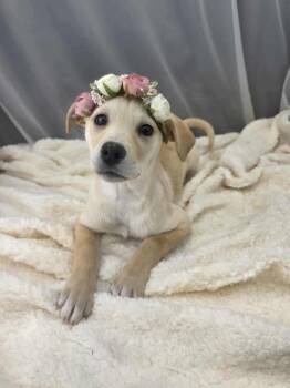 Chihuahua Dogs Available for Adoption - Lovey | PetCurious
