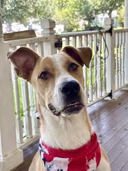 JOHNNY- he is awesome -  Hound and Labrador Retriever Dog for Adoption - JOHNNY- He Is Awesome | PetCurious