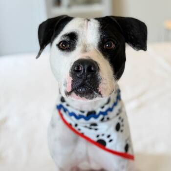 Cooper -  Boxer Dog for Adoption in Mettawa, Illinois - Cooper | PetCurious